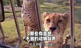 动物叫声大全视频,揭秘大自然中的声音密码